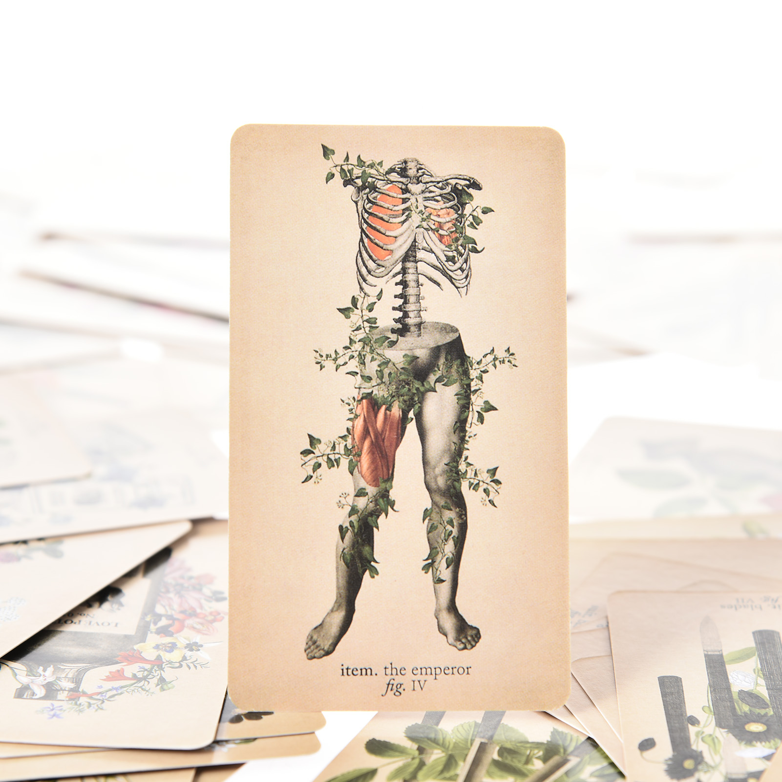 Карты Таро «Античная Анатомия» – обзор и цена Tarot Deck With Guidebook